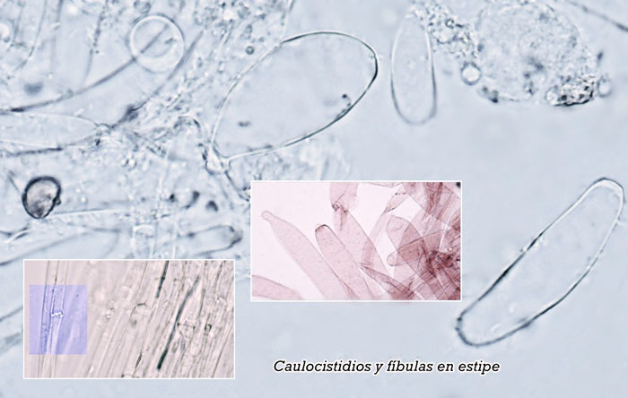 Coprinopsis lotinae