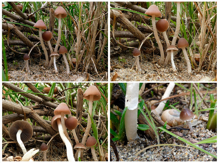 Coprinopsis marcescibilis