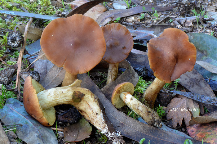 Cortinarius clelandii
