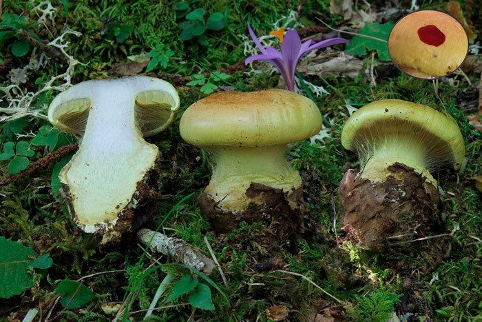 Cortinarius elegantissimus
