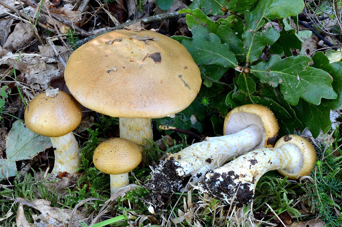 Cortinarius olidus