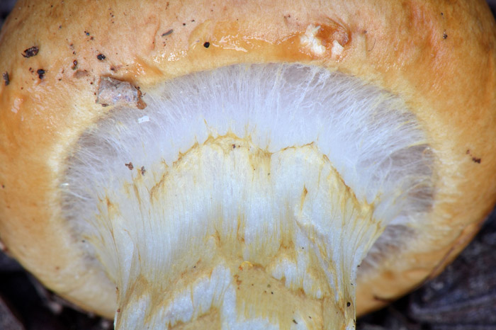 Cortinarius olidus