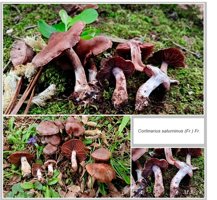 Cortinarius saturninus