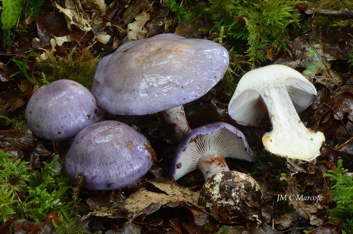 Cortinarius terpsichores
