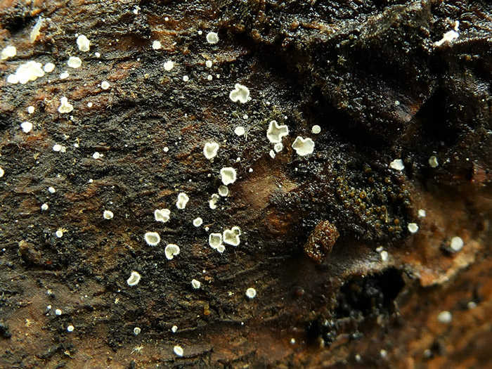 Crepidotus pallidus