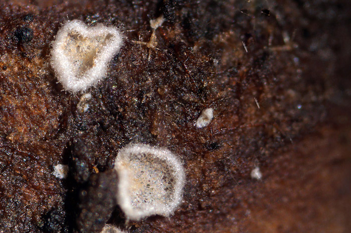 Crepidotus pallidus