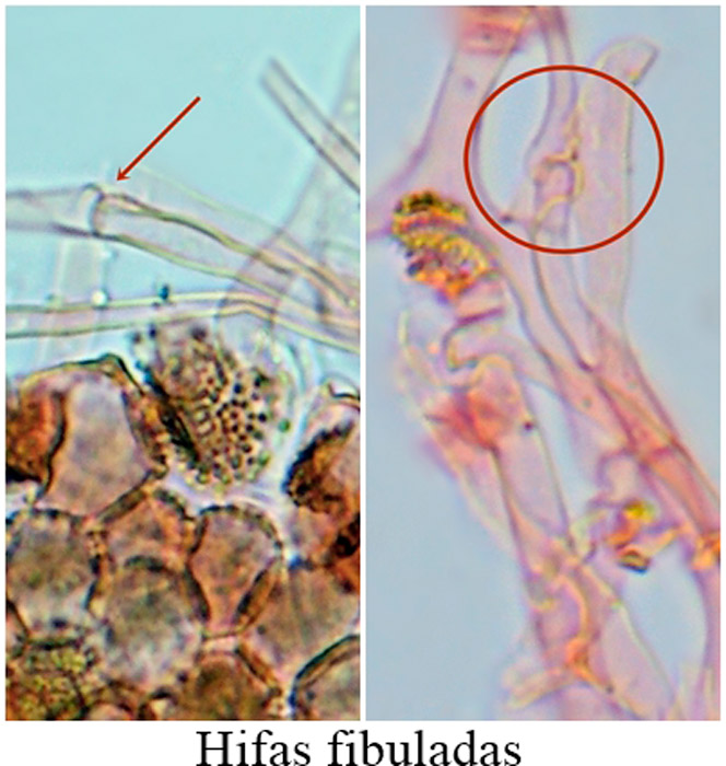 Cryptomarasmius corbariensis
