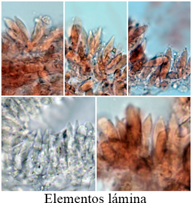 Cryptomarasmius corbariensis