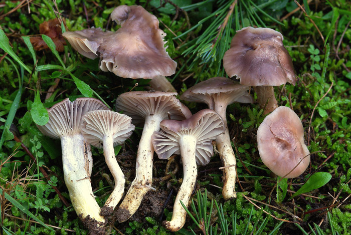Cuphophyllus flavipes