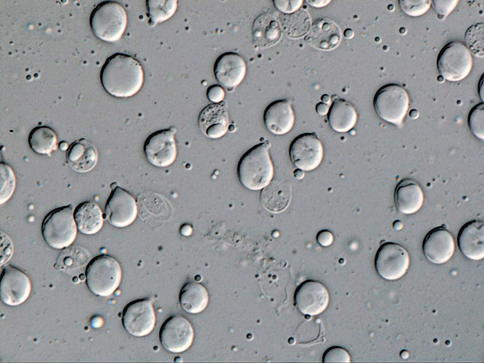 Cuphophyllus flavipes