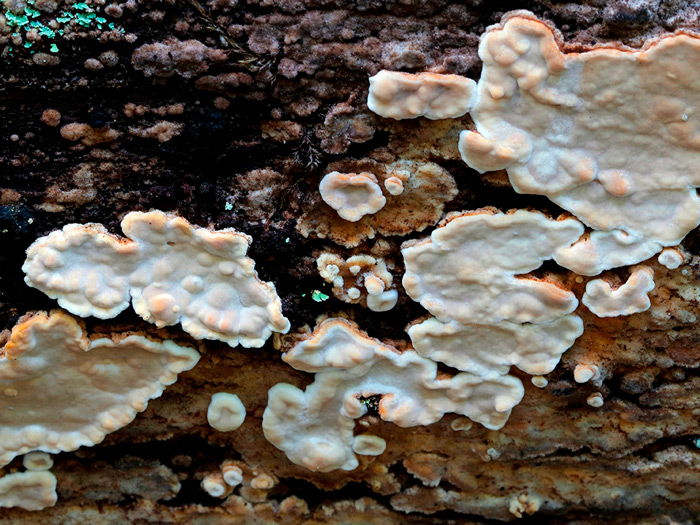 Dacryobolus karstenii