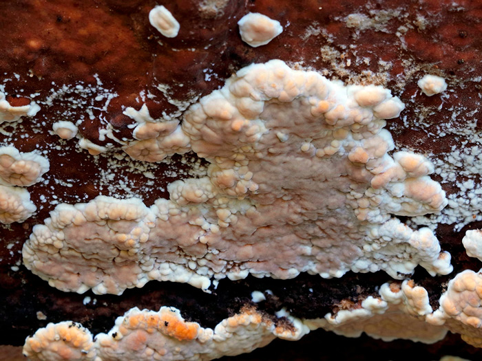 Dacryobolus karstenii