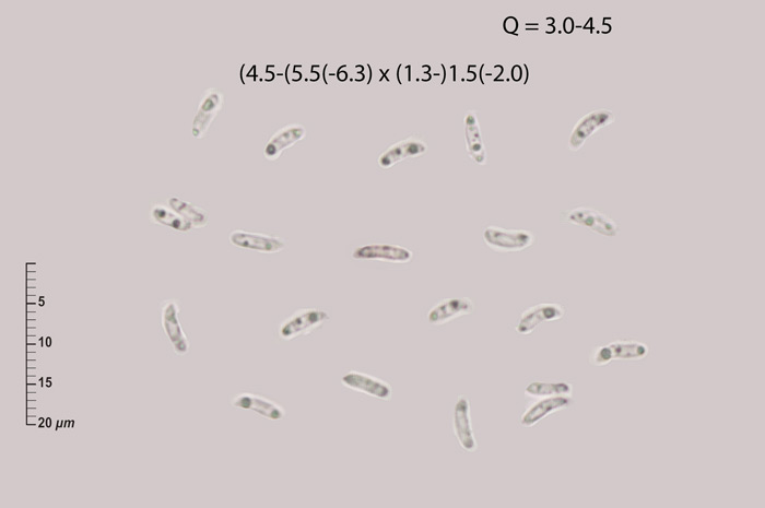 Dacryobolus karstenii