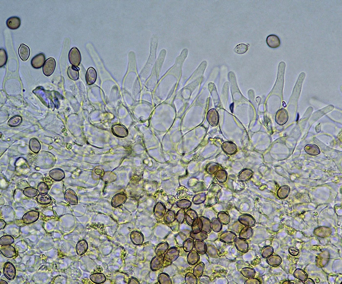 Deconica montana