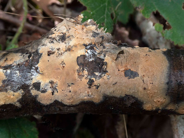 Dichostereum effuscatum