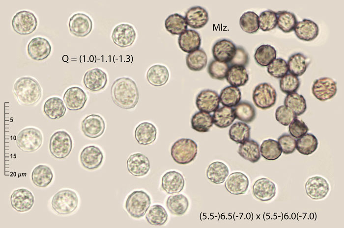 Dichostereum effuscatum