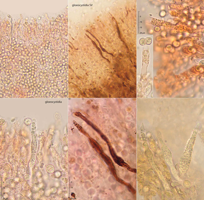 Dichostereum effuscatum
