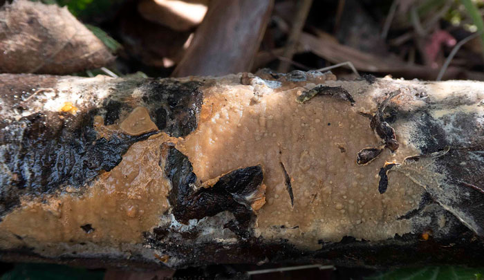 Dichostereum effuscatum