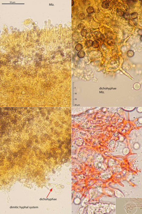 Dichostereum effuscatum