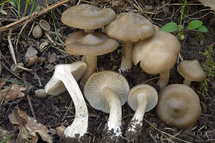 Entoloma clypeatum var. clypeatum
