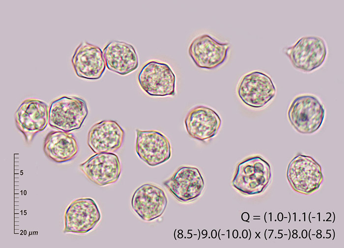 Entoloma clypeatum var. clypeatum