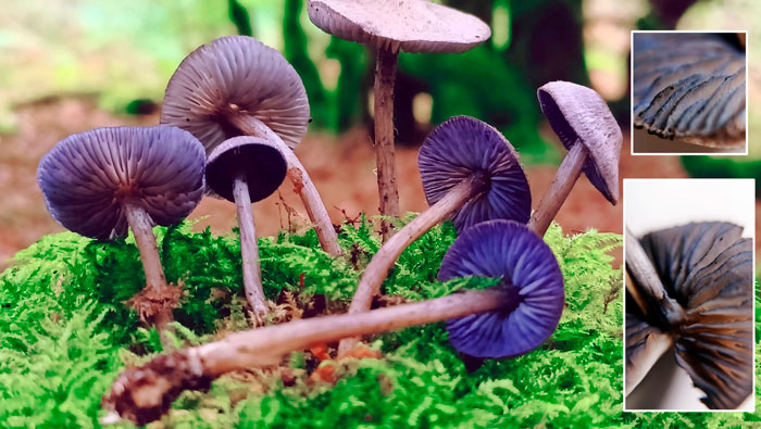 Entoloma euchroum