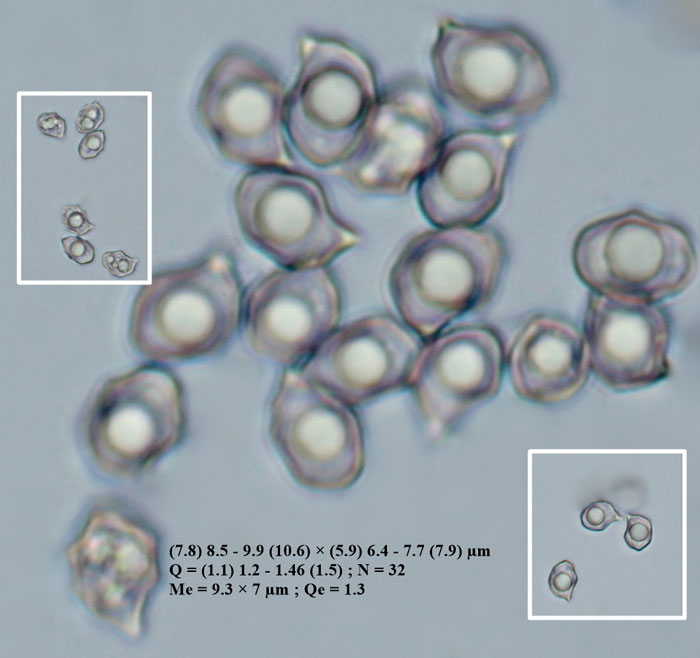 Entoloma euchroum