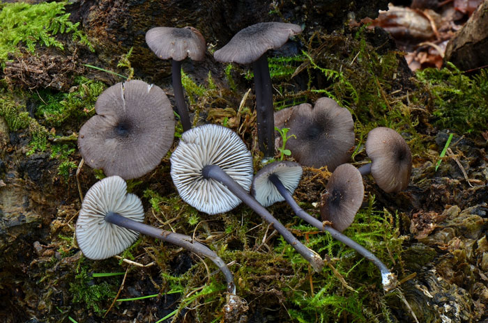 Entoloma pseudocoelestinum