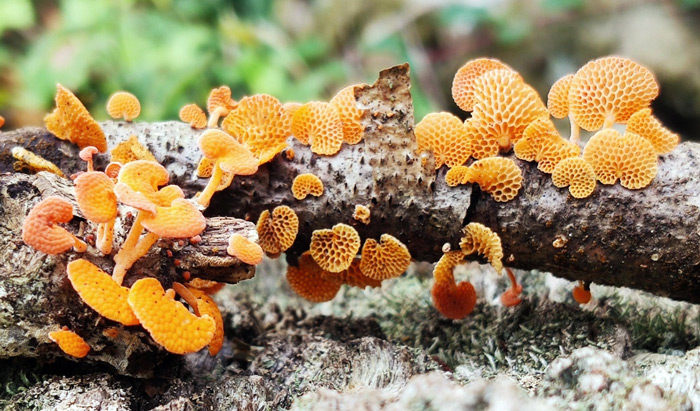 Favolaschia calocera