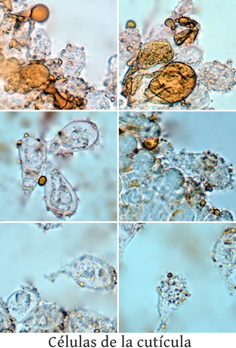Favolaschia calocera