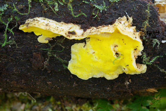 Flaviporus brownii
