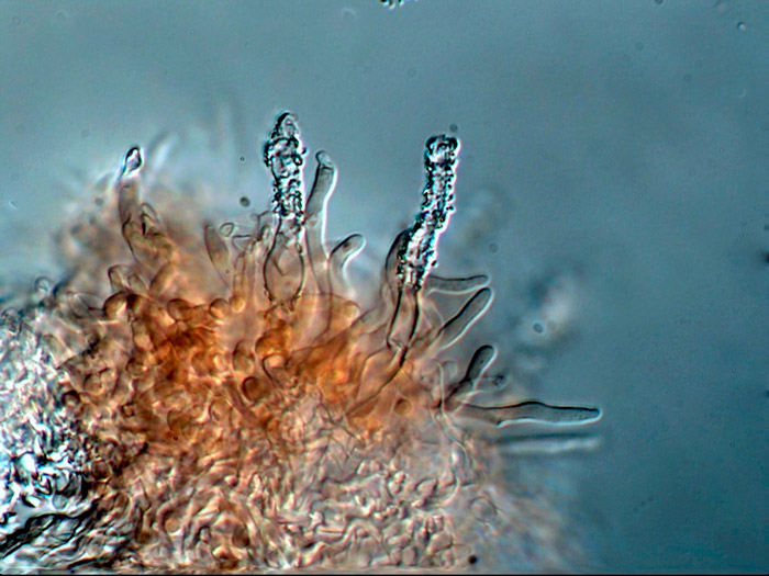 Flaviporus brownii
