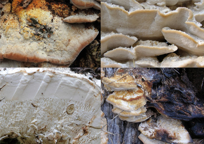 Fomitopsis iberica