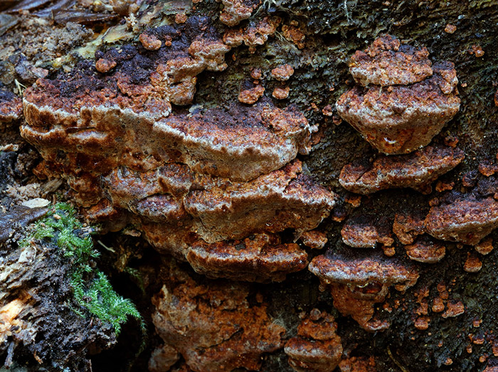 Fuscoporia wahlbergii