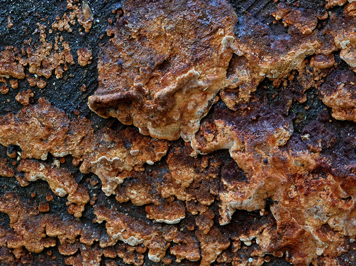Fuscoporia wahlbergii