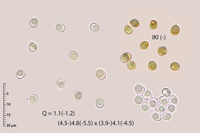 Fuscoporia wahlbergii