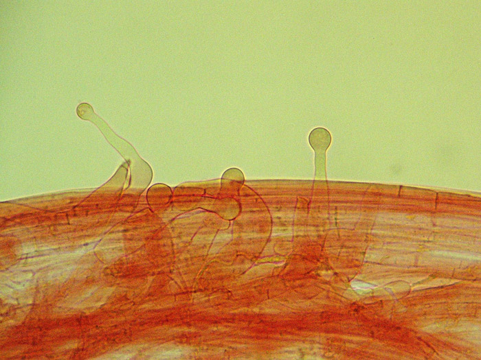 Galerina clavata caulocistidios