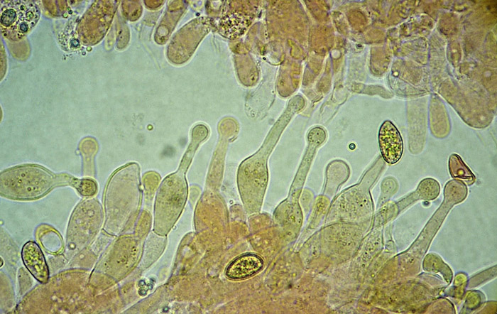 Galerina clavata queilocistidios