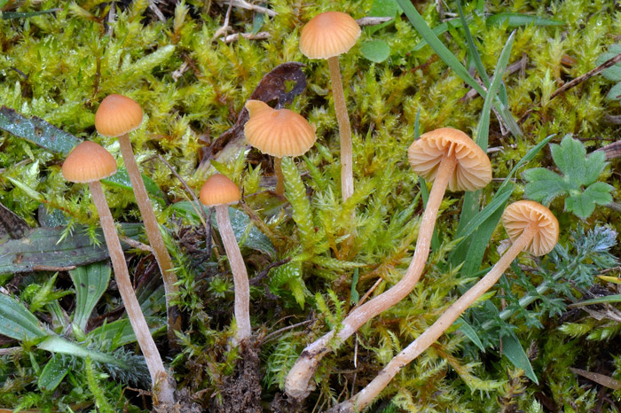Galerina clavata