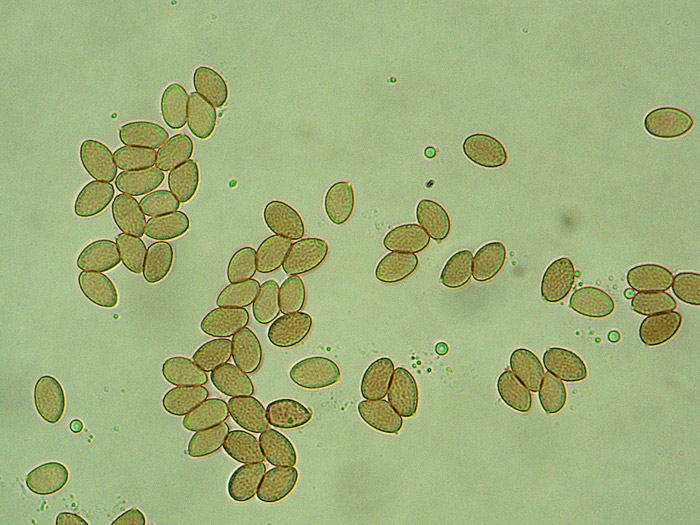 Galerina clavata esporas