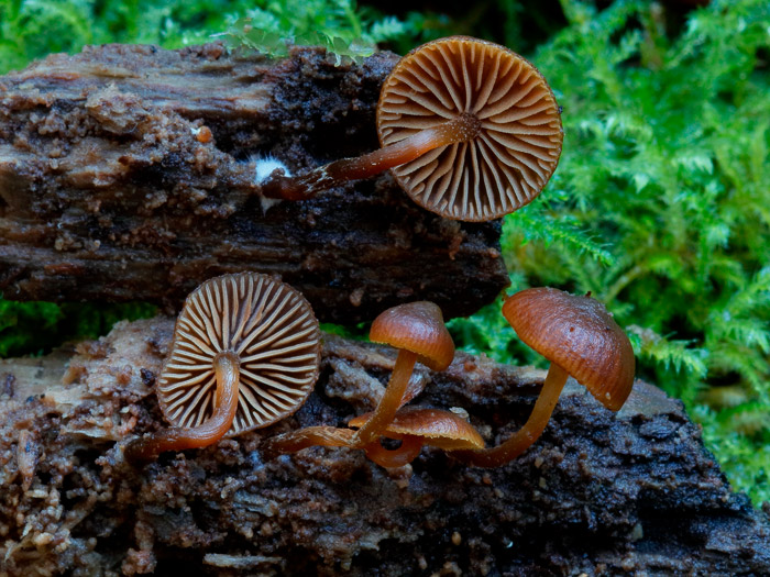 Galerina heimansii