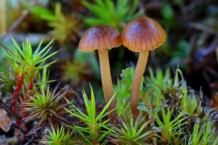 Galerina vittiformis
