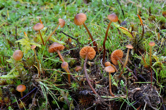Galerina vittiformis