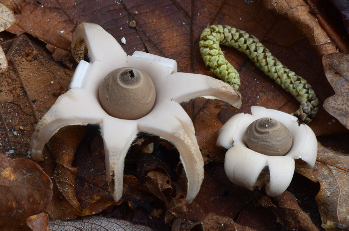 Geastrum lageniforme