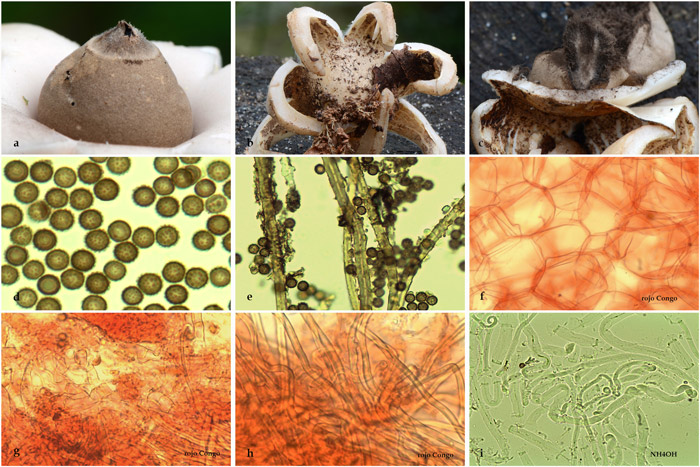 Geastrum lageniforme