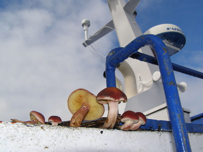 Gymnopilus luteofolius