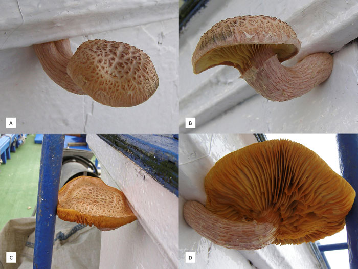 Gymnopilus luteofolius