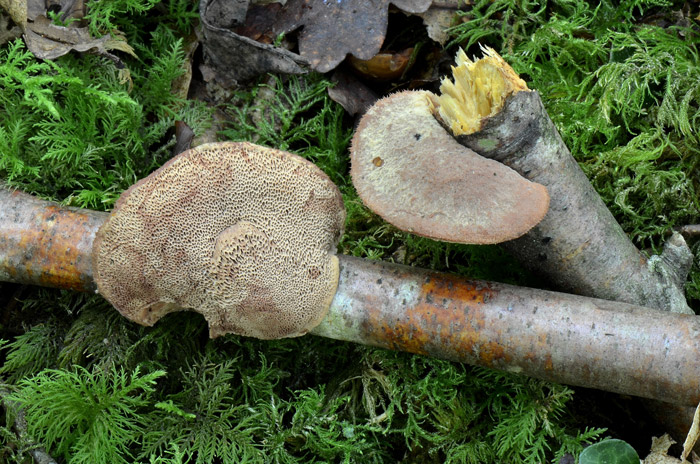 Hapalopilus rutilans