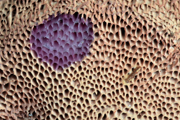 Hapalopilus rutilans