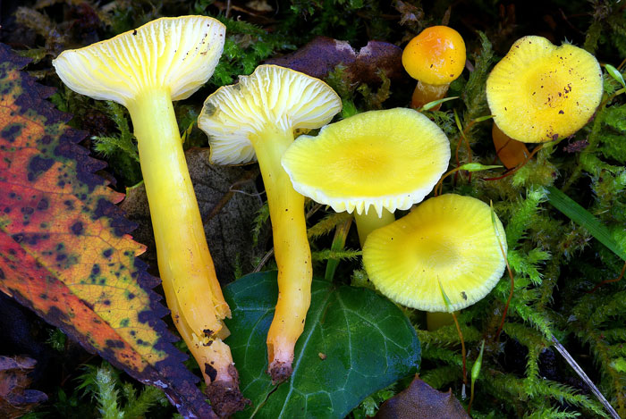Hygrocybe glutinipes